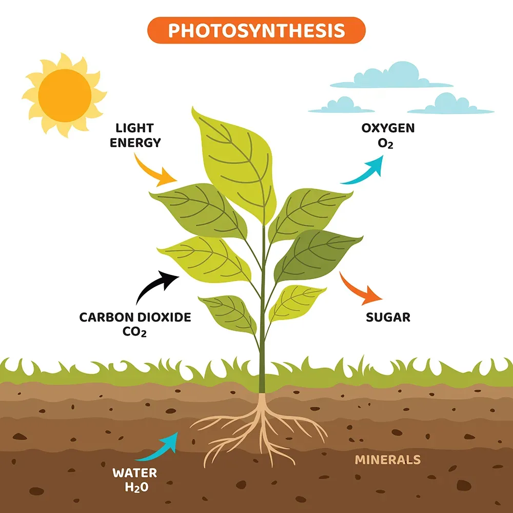 carbon storage, vegetation, climate change, photosynthesis